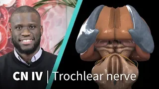 Anatomy Dissected: Cranial Nerve IV (trochlear nerve)
