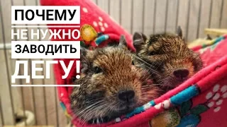 Минусы жизни с Дегу