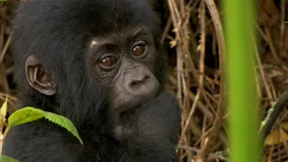 Gorillas | Weird Animal Searches | BBC Studios