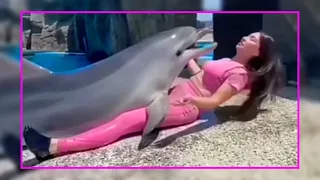 Dolphin Show -  Amazing Dolphins - Cute & Funny Dolphin videos compilation