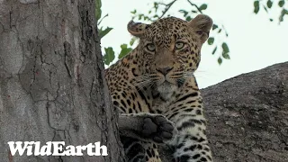 WildEarth - Sunset Safari - 23 January 2024