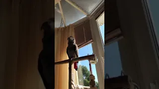 Песенка и чай от жако Тимоши ☕🎤🦜