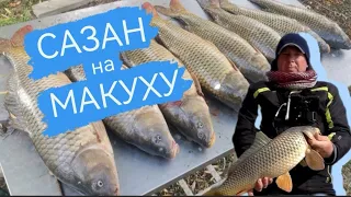 РАЗДАЧА САЗАНА на Астраханских раскатах. Ловля на макуху.