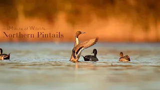 A Minute of Wildlife - Northern Pintails