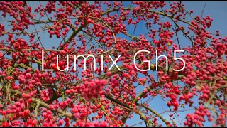 First time filming with Panasonic Lumix GH5 (Leica DG Vario-Elmarit 12-60mm)