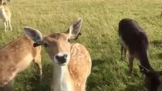 Fallow Deer at the Phoenix Park, Dublin