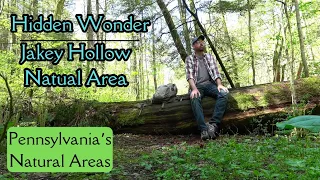 Hidden Wonder ~ Jakey Hollow Natural Area, PA
