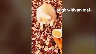 😂 Funniest Cats and Dogs Videos 😺🐶 || 🥰😹 Hilarious Animal Compilation №148