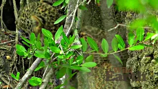 WildEarth - Sunrise Safari - 17 April 2020