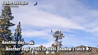 Big Bear🦅Another Day...🌄... Another Eagle Tries To Steal Shadow's Catch🐟2022-03-13