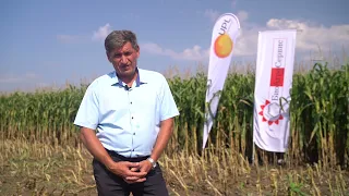 Защита кукурузы от сорняков в сезоне 2022