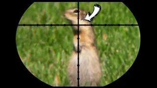 Ground Squirrel Pest Control - Poison vs Pellets [contains hunting]