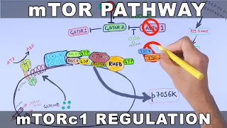 mTOR Pathway and its Regulation
