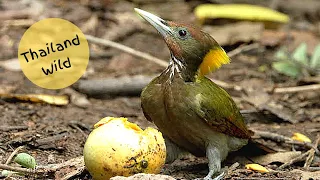 A Day at Bird Hide, Kaeng Krachan National Park, Thailand