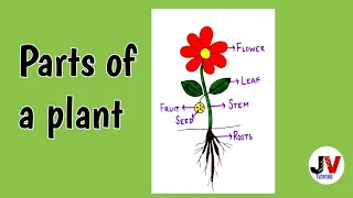 parts of a plant drawing|how to draw and label parts of a plant