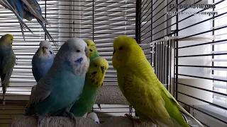 "Ти мій красунчик!" 🎧 Вчимо папугу говорити || Урок 1.1