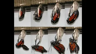 Monarch Butterfly Community Science Project Sampler