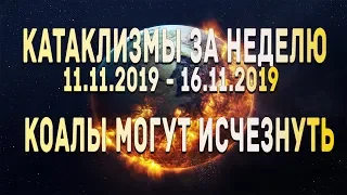 Катаклизмы за неделю. С 11.11.2019 по 16.11.2019. Коалы могут исчезнуть!