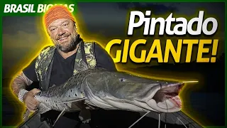 PINTADO GIGANTE FISGADO! | RICHARD RASMUSSEN