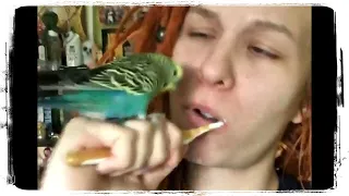 ПОПУГАЙ 🐦 МЕШАЕТ ЧИСТИТЬ ЗУБЫ 😁 и другие приколы с ПОПУГАЯМИ 🐦 #675