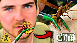 EXECUTIONER WASP STING! How Bad Do They REALLY HURT?