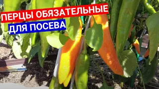 ЭТИ ПЕРЦЫ ДАЛИ ЖАРУ В ПРОШЛОМ ГОДУ!  ВЫБИРАЮ ИХ ДЛЯ ПОСЕВА В ФЕВРАЛЕ , ПРОВЕРЕННЫЕ УРОЖАЕМ