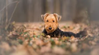 Airedale Terrier: How to Welcome Strangers at Home