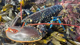Coastal Foraging & Rockpooling in ROUGH WEATHER - Lobster, Crabs and Sea Creatures | The Fish Locker