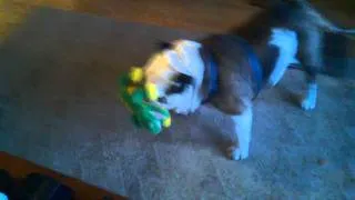 Bulldog vs gator