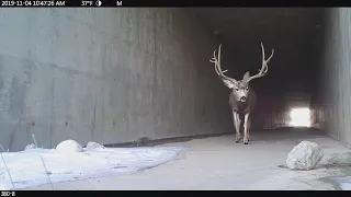 Mule Deer Buck using wildlife underpass under Interstate 80