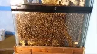 Aquarium Observation Hive - Update 3