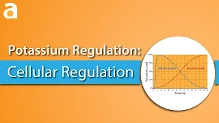 Potassium Regulation: Cellular Regulation
