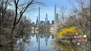 Spring Blooms in Central Park and amazing birds