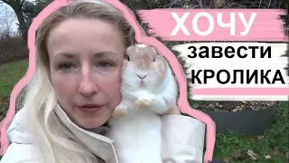 Стоит ли заводить кролика? Кролик как домашний питомец, что нужно знать о кроликах