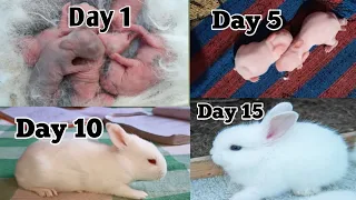 Rabbit bunnies newborn 1 to 15 Days 🤔 | rabbit bunnies growing up day by day 🤩