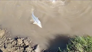 ловля большого Усача на реке Сунжа