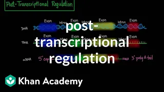 Post-transcriptional regulation | Biomolecules | MCAT | Khan Academy