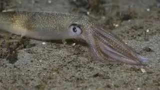 Opalescent Squid Egg Laying