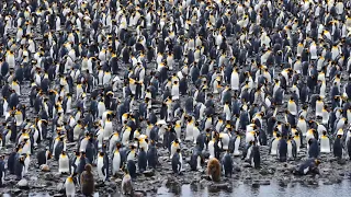 King Penguin Colony on Fortuna Bay,  South Georgia Island 4k