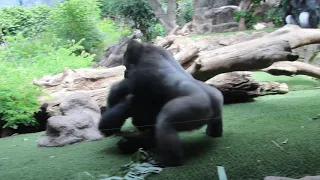 Playing Gorillas at Loro Parque Tenerife