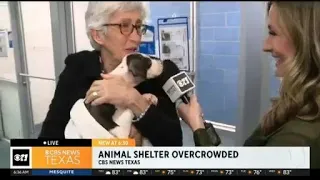 Dogs need your help at the Dallas Animal Shelter