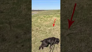 Натаска собак по подсадной птице / Training dogs for decoy birds