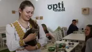 Переселенцы из Крыма открыли во Львове уникальное котокафе