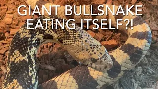 Giant bull snake eating itself? What do you think? Wierd