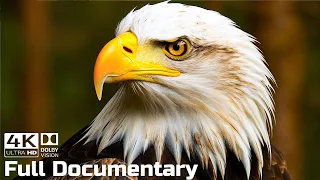 The Bald Eagle - Master of the Sky | Wild Animals Documentary 4K With Calming Music