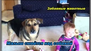 Приколы видео. Малыш смеётся над собакой !