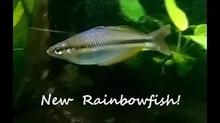 New Rainbowfish, New tank aquascape and more!