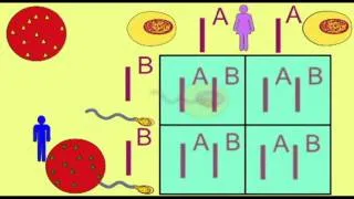 GENETICS1: CODOMINANCE AND THE INHERITANCE OF BLOOD TYPE