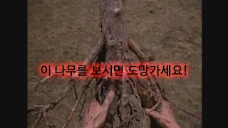 충격! 사람을 잡아먹는 나무가 있다? ㄴ(°0°)ㄱ