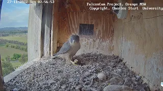 FalconCam Project 27.11.2022 07:51